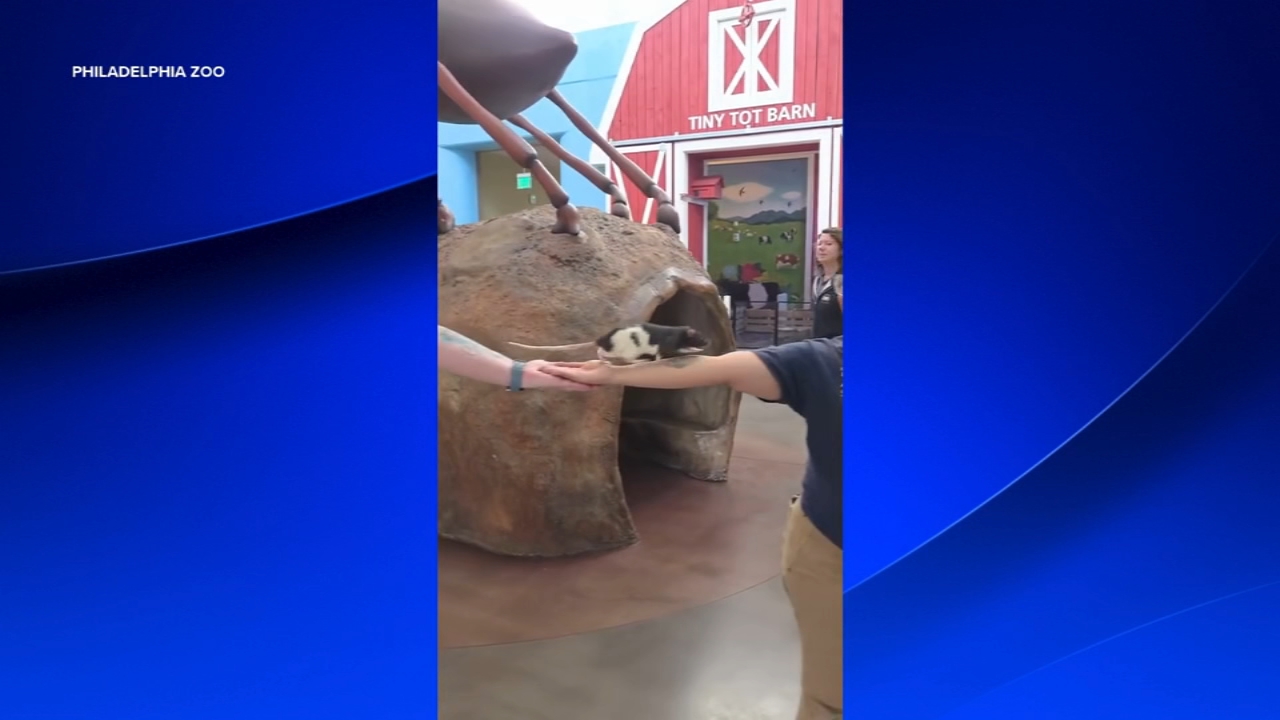 Philadelphia Zoo's Spencer the rat shows off his smarts in viral video for World Rat Day
