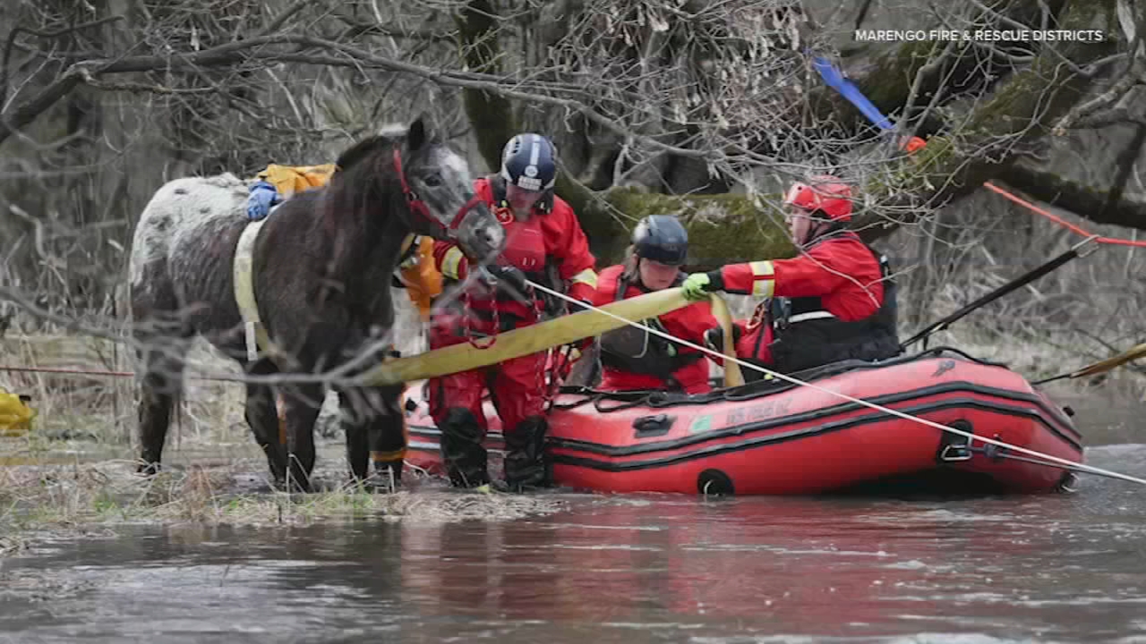 Horse rescued from floodwaters recovers, heading home to Marengo barn