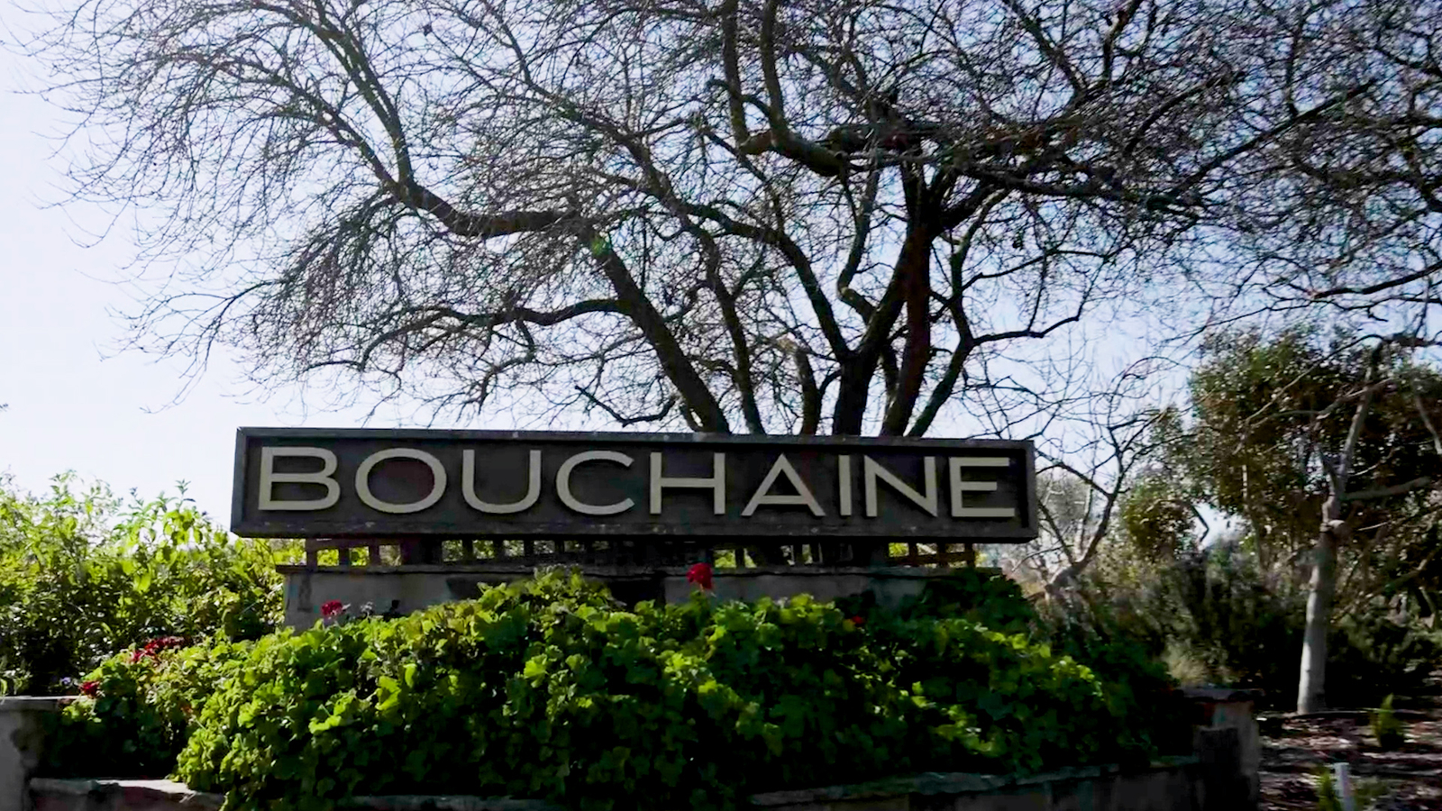 Falcons over Napa: Inside Wine Country's most unexpected experience