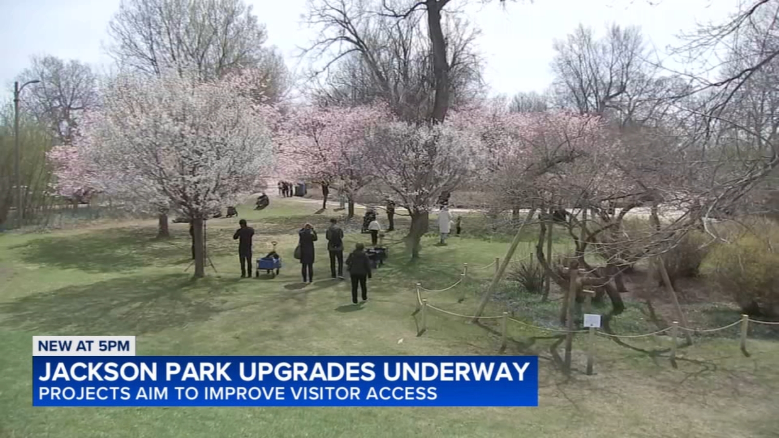While 2026 cherry blossom trees draw crowds to Jackson Park, Chicago ...