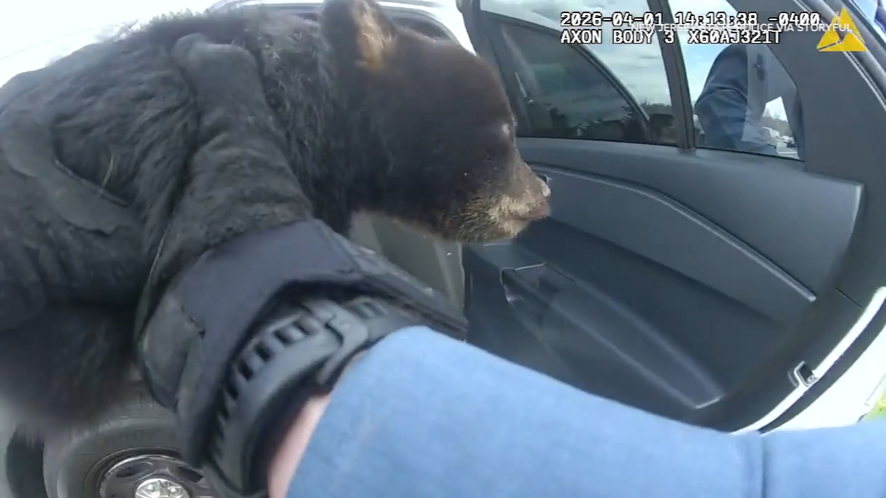 State troopers rescue bear cub from highway ditch in New Jersey