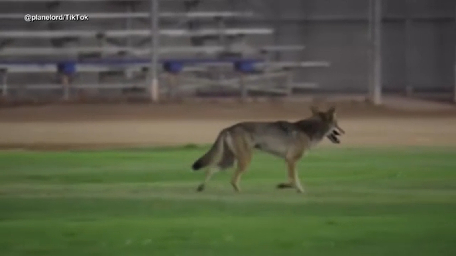 Carson residents say coyote concerns halt mail delivery in neighborhood