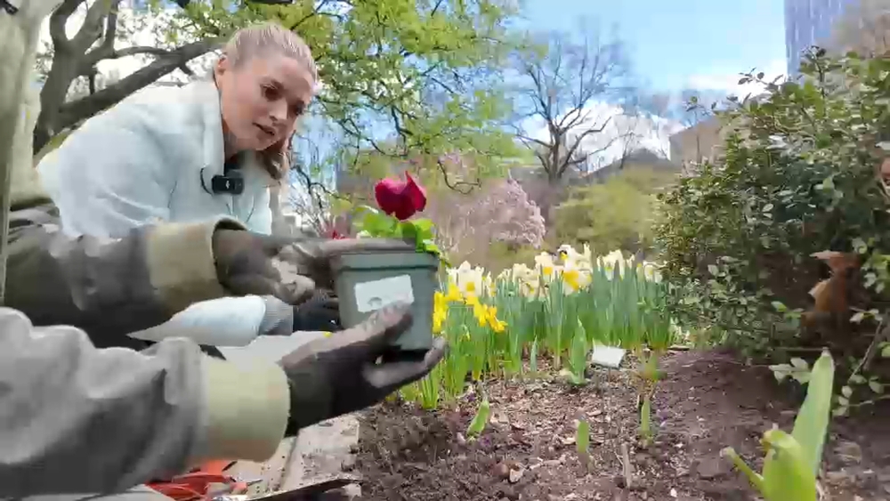 Flower planting tips to enhance your garden this spring