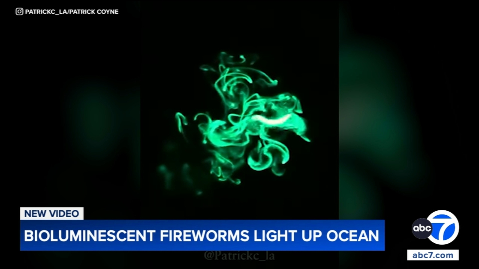 Bioluminescent fireworms caught on video in Long Beach
