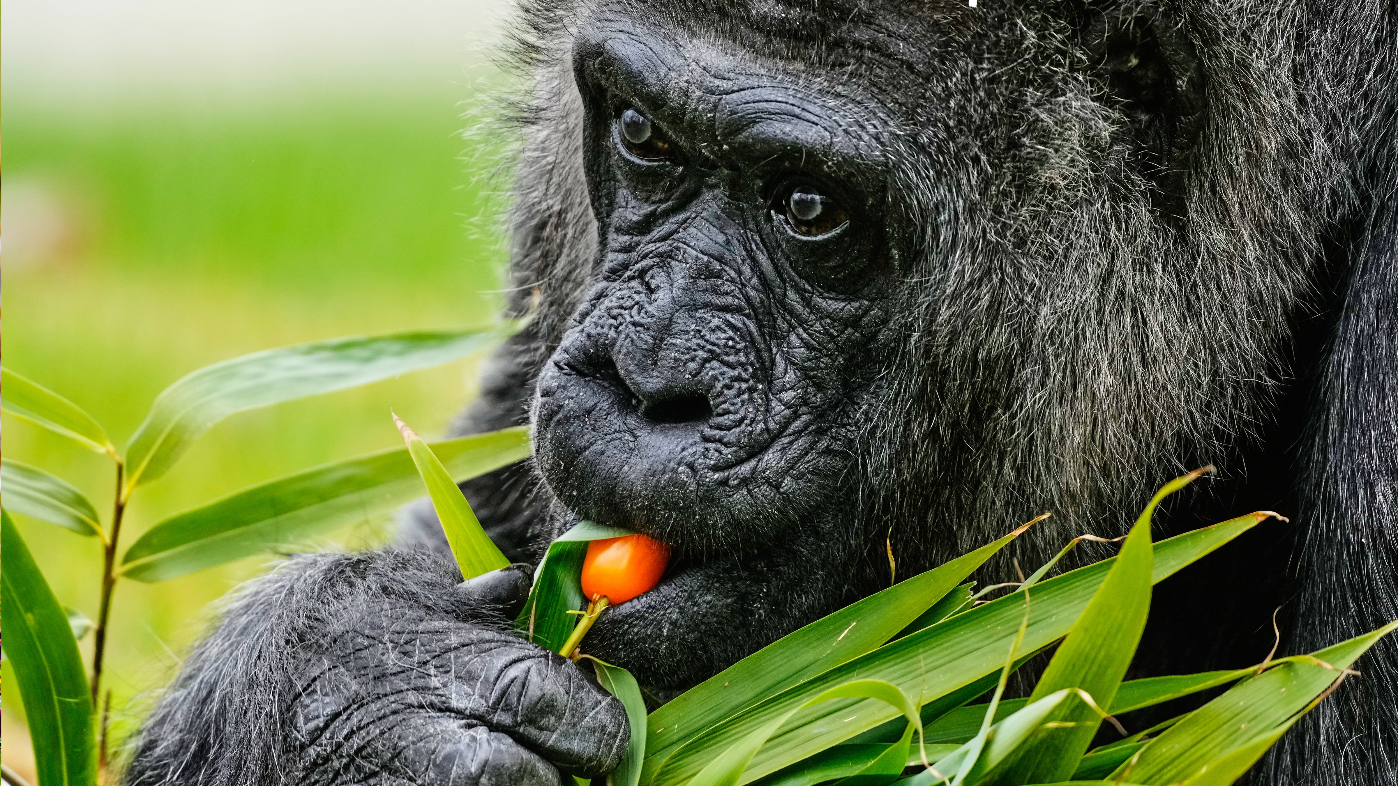 Fatou, the oldest of Berlin's zoo and also believed to be the world's oldest gorilla, eats vegetables to celebrate her 69th birthday in Berlin, Germany, Monday, April 13, 2026.