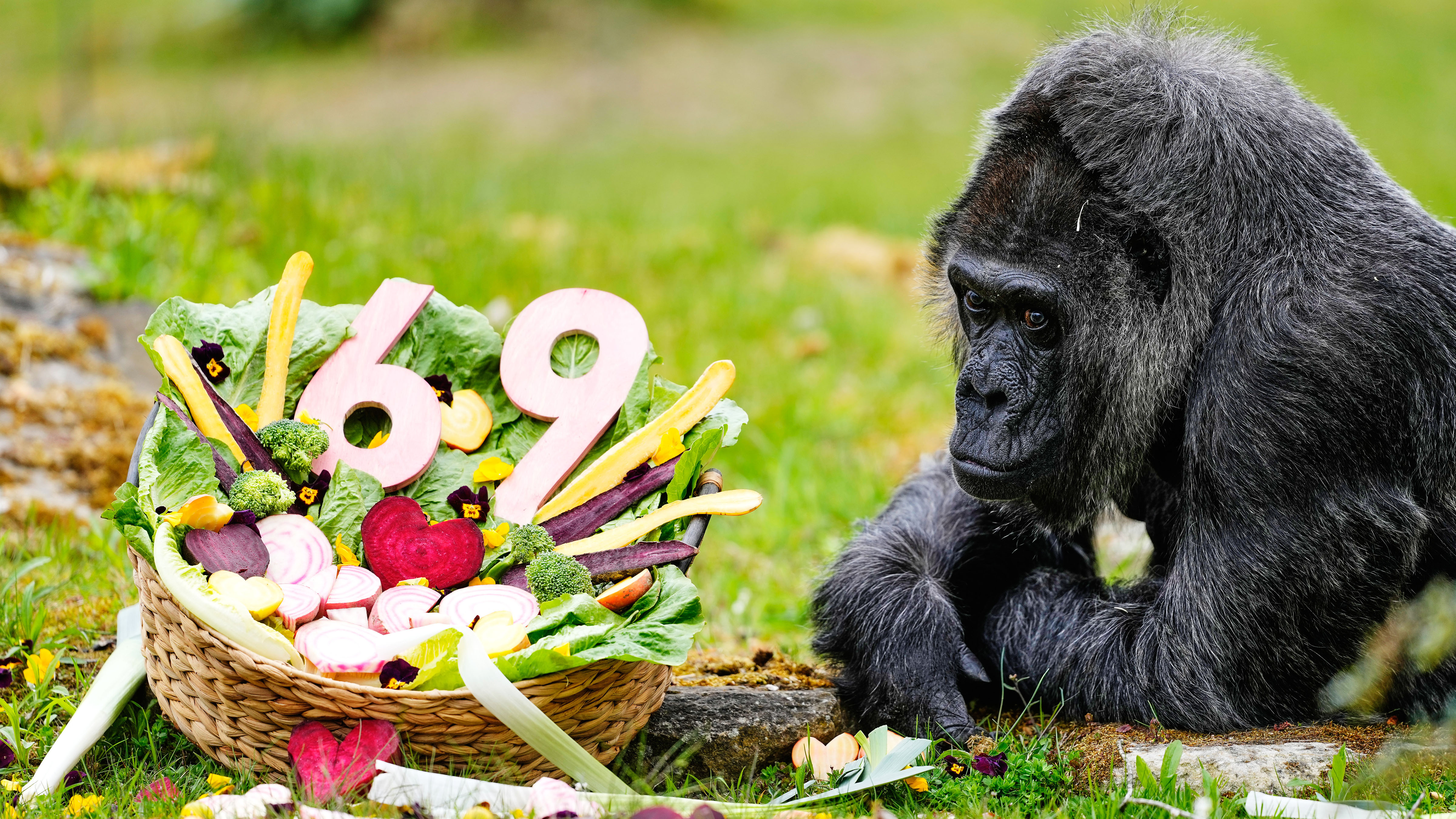 Fatou, the oldest of Berlin's zoo and also believed to be the world's oldest gorilla, eats vegetables to celebrate her 69th birthday in Berlin, Germany, Monday, April 13, 2026. 