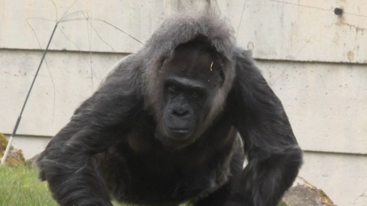 Happy 69th birthday to Fatou
