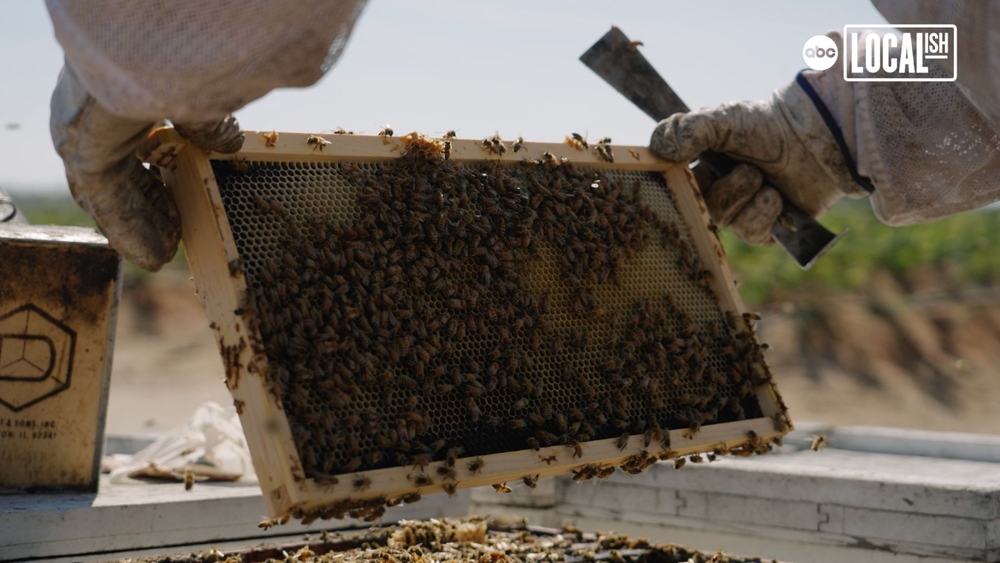 Meet a beekeeper behind one of the world's biggest pollination events