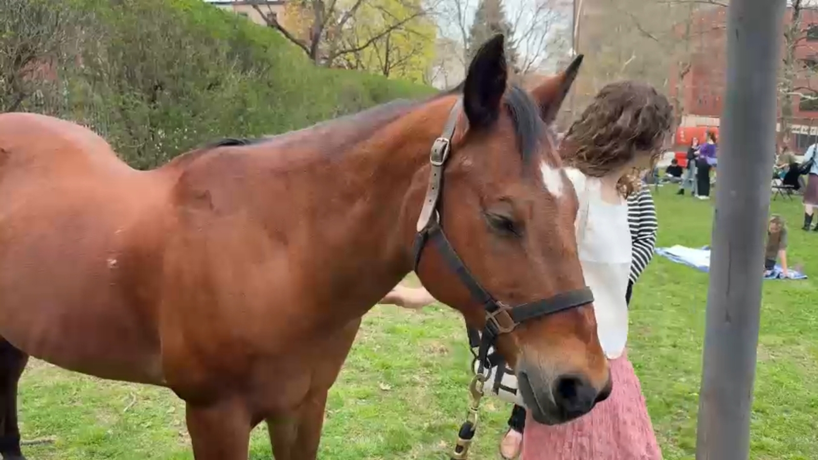 Pratt Institute brings horses to Brooklyn campus for annual event