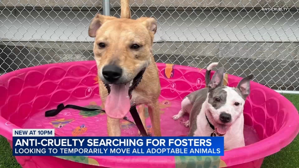 Anti-Cruelty seeks foster homes for pets after AC unit breaks