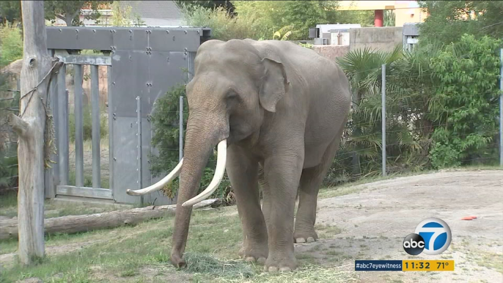 Animalrights elephants call for Billy the elephant to be relocated from Los Angeles Zoo ABC7