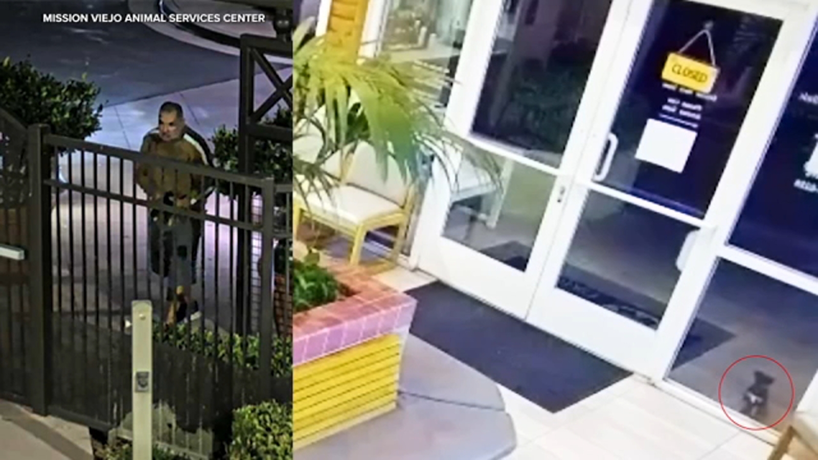 Man caught on video abandoning puppy in Mission Viejo Man caught on video abandoning puppy in Mission Viejo