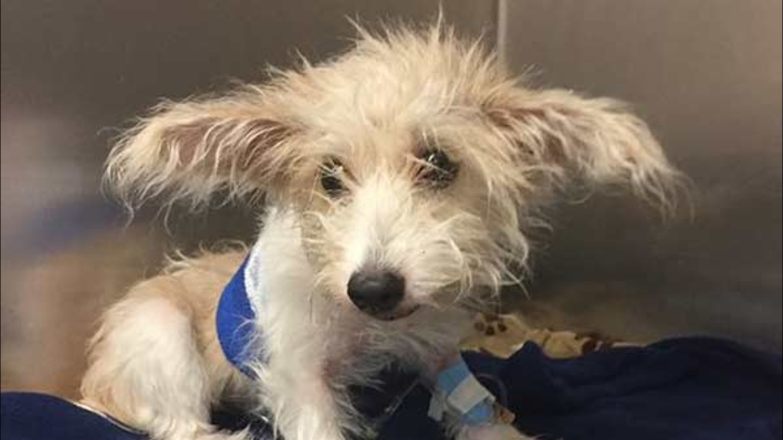 Dog on mend after allegedly being thrown out Garfield Park window