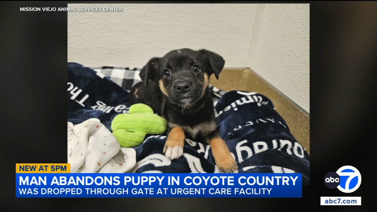 Man caught on video abandoning puppy in Mission Viejo - ABC7 Los