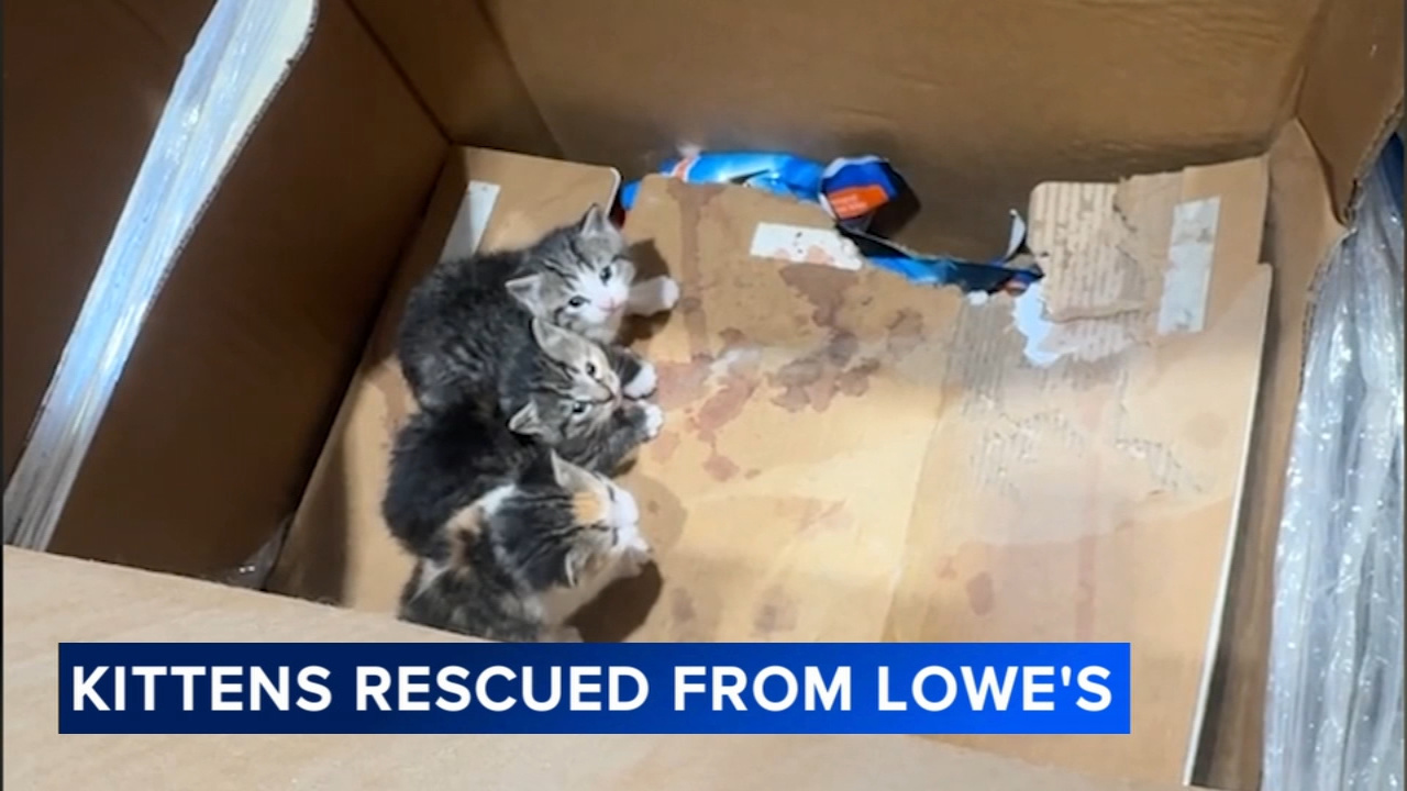 2 litters of kittens found living on top shelf at Lowe's in Chester County