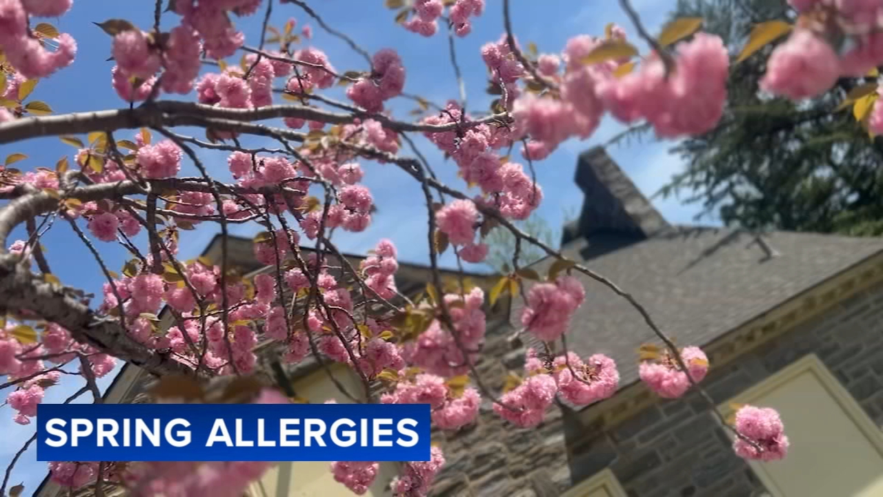 Spring pollen surges bring misery to allergy sufferers