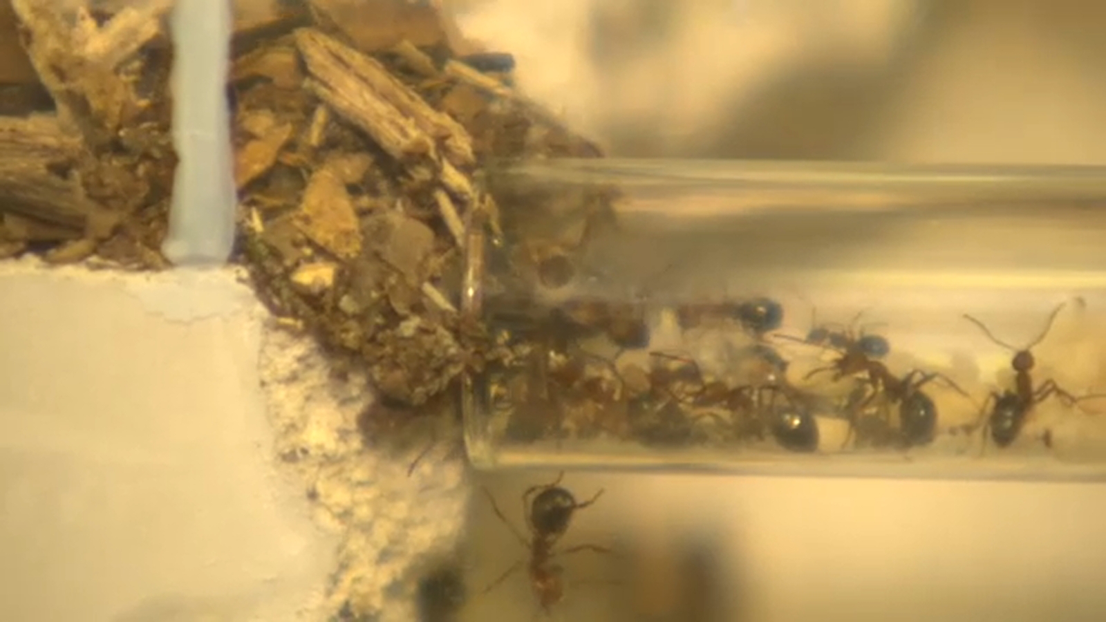 Red mound ants take over Wendell Park in NC; other warm weather bugs, insects to look out for