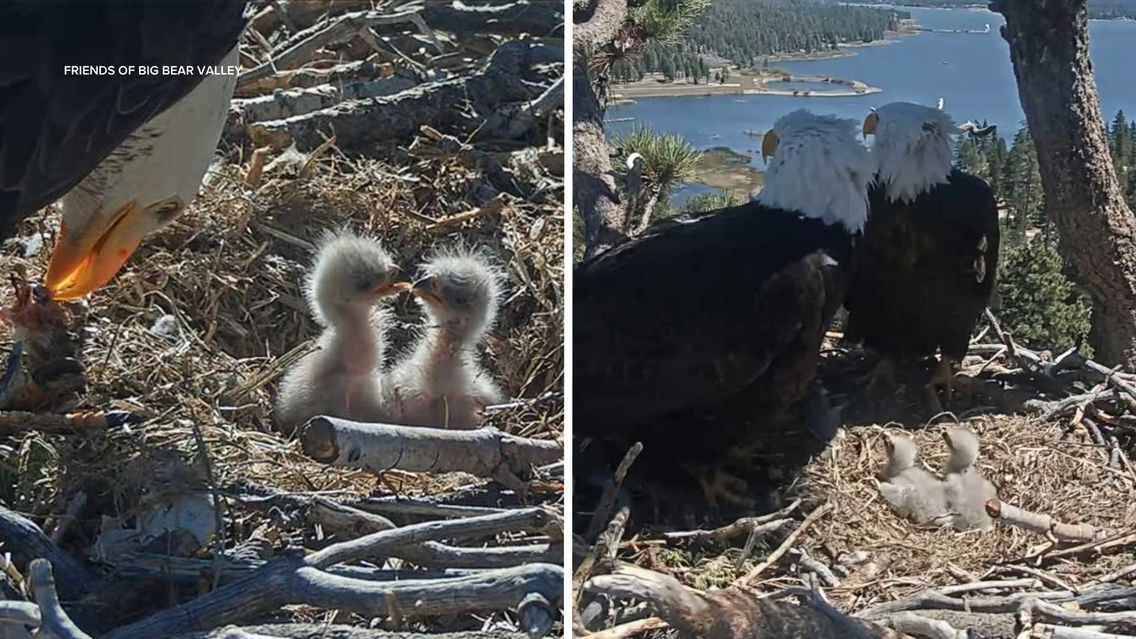 Friends of Big Bear Valley launches contest to help name Jackie and Shadow’s 2 new bald eaglets. Here’s how to enter Friends of Big Bear Valley launches contest to help name Jackie and Shadow’s 2 new bald eaglets. Here’s how to enter