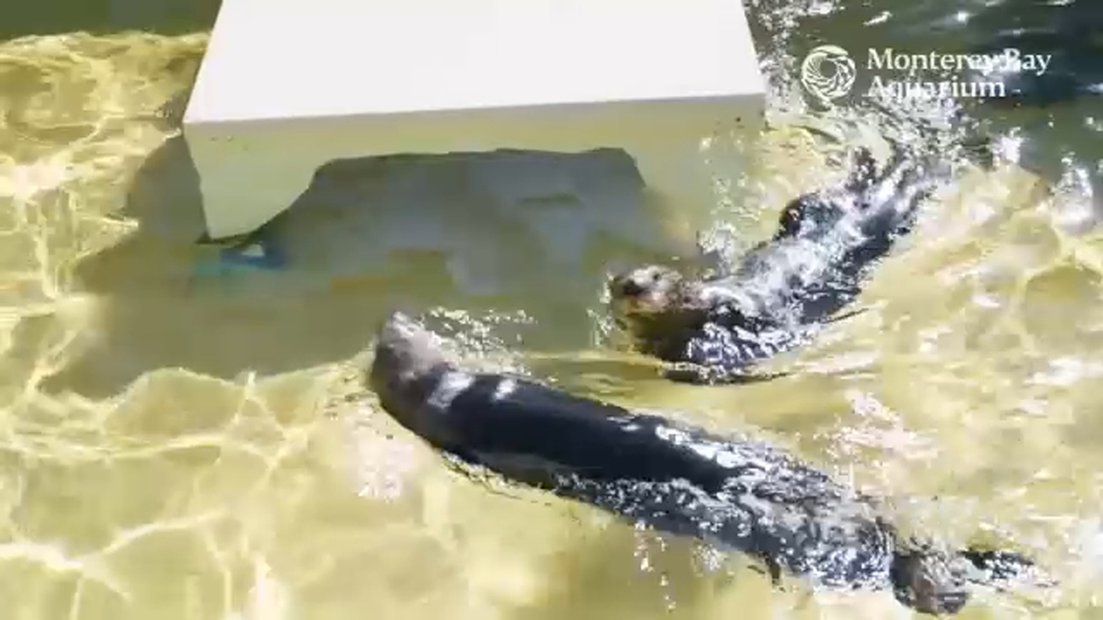 Rescued sea otters make debut at Monterey Bay Aquarium