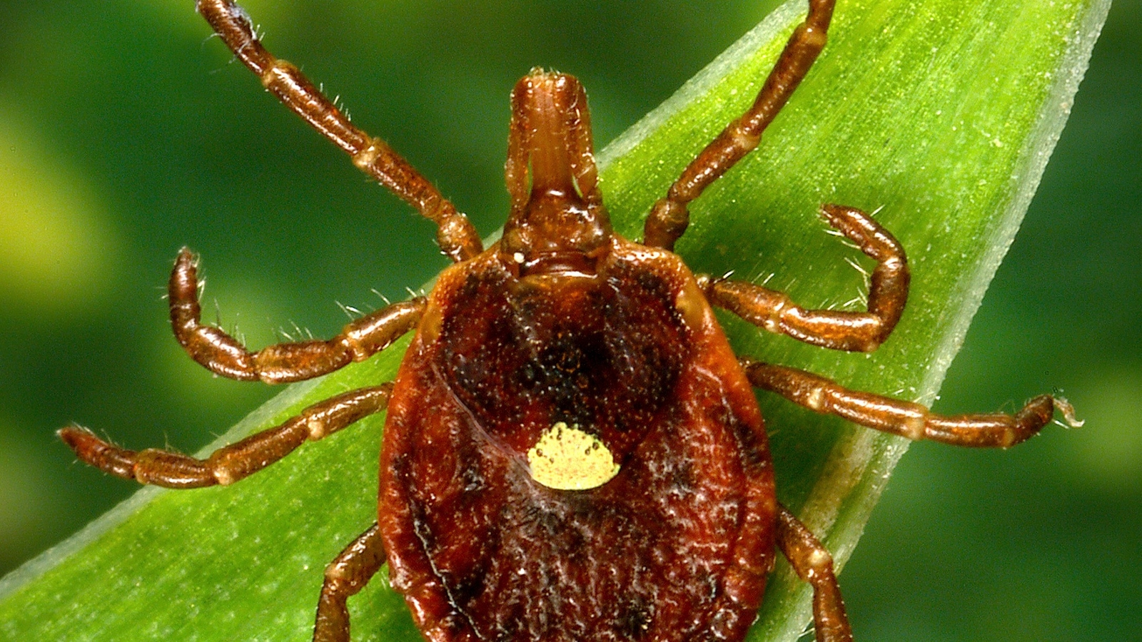 Record heat, rising tick populations collide in Pennsylvania