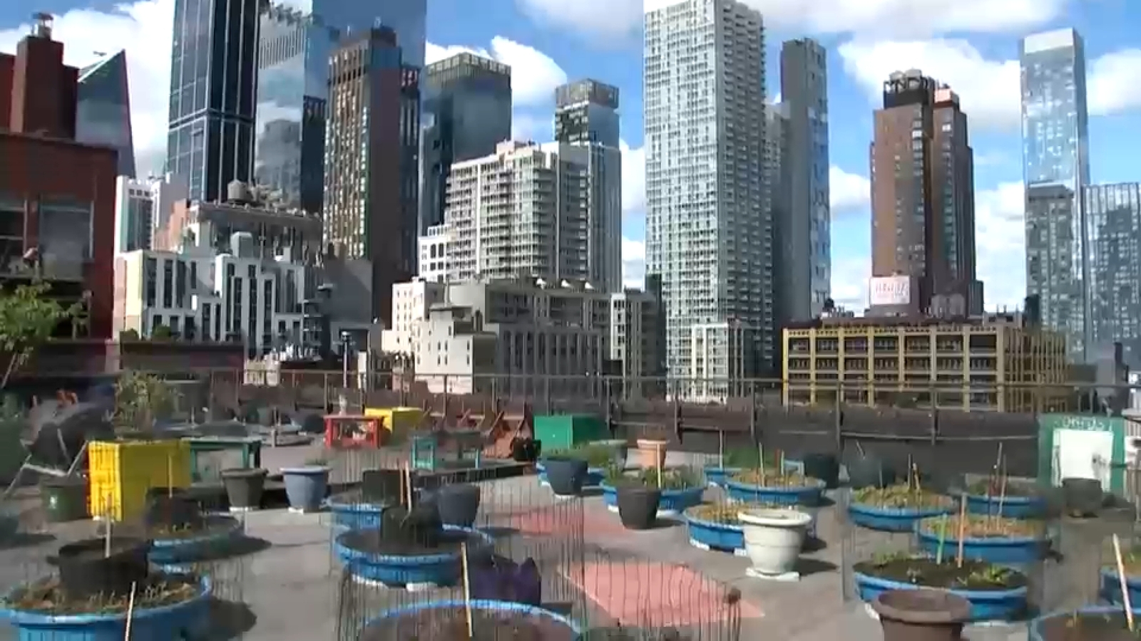 Rooftop farm in Hell's Kitchen helps bring fresh produce to local community