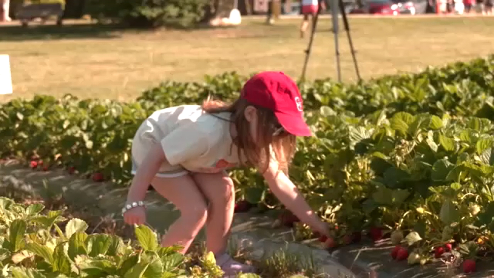 Strawberry season starts as drought challenges NC farmers, some businesses