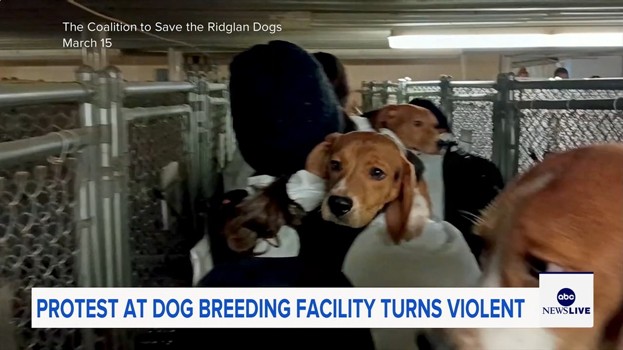 Hundreds trying to storm Wisconsin beagle research facility met with rubber bullets, pepper spray