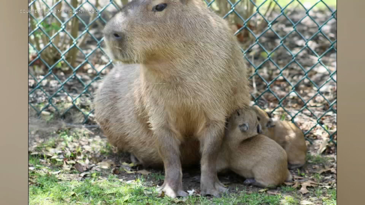 NJ’s Cape May Zoo welcomes new capybara pups
