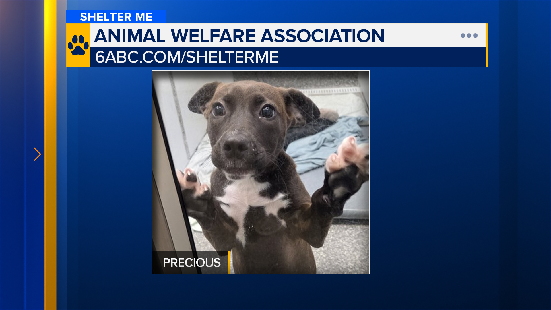 Shelter Me: Meet Precious from the Animal Welfare Association