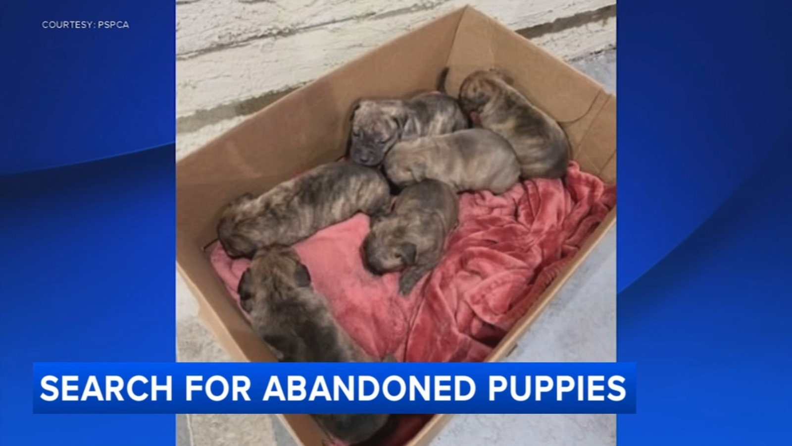 Pennsylvania SPCA seeks help after 2 litters of puppies abandoned in ...