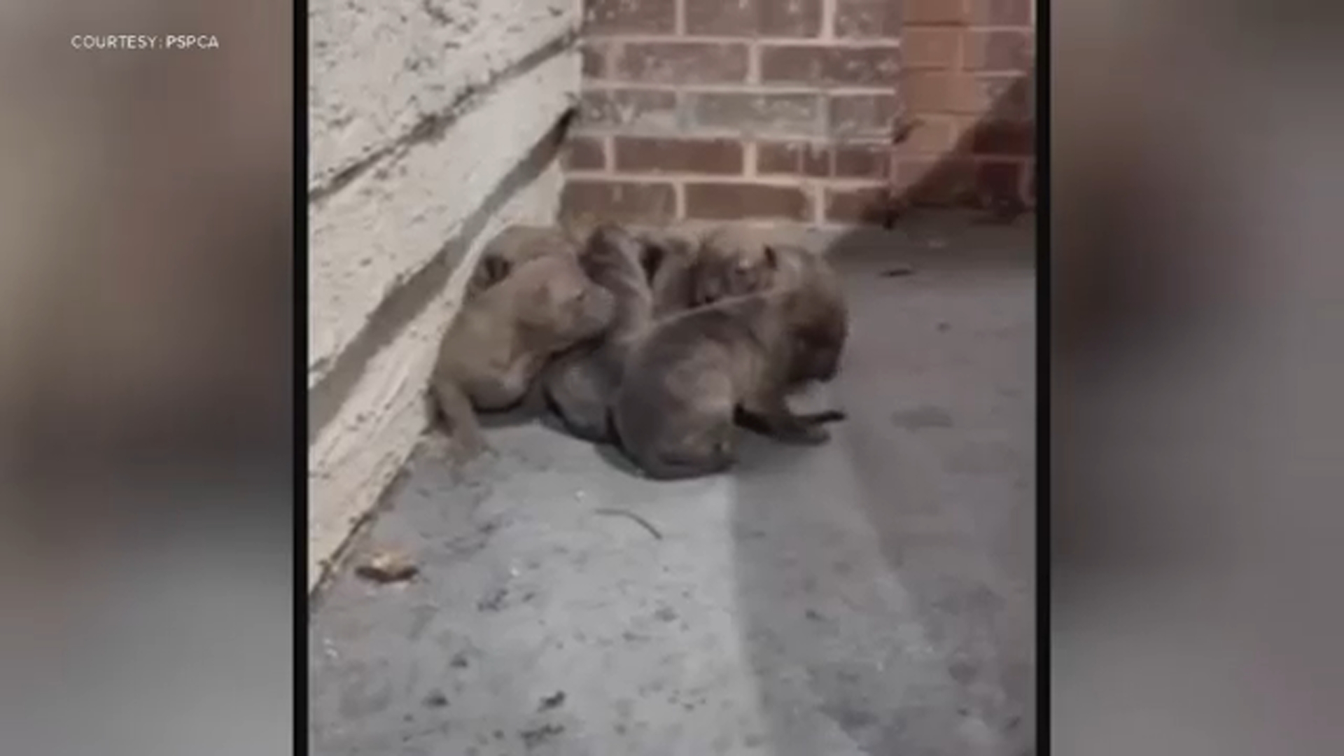 The PSPCA is asking for the public's help after two separate litters of puppies were found abandoned in the same area in the Old City neighborhood section of Philadelphia.