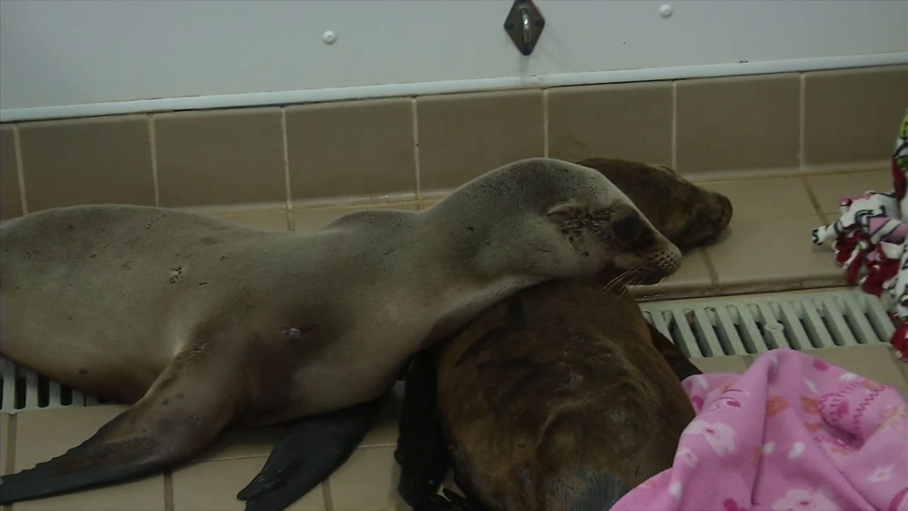 Pregnant sea lions dying from toxic algae off SoCal coast