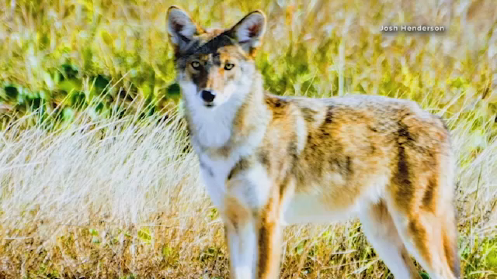 Researchers hope Galveston's 'genetically fancy' coyotes could restore national wolf population
