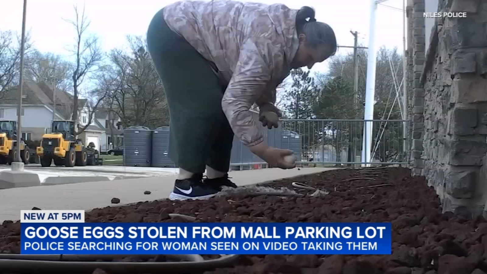 Woman caught on camera illegally taking goose eggs near Golf Mill Mall ...
