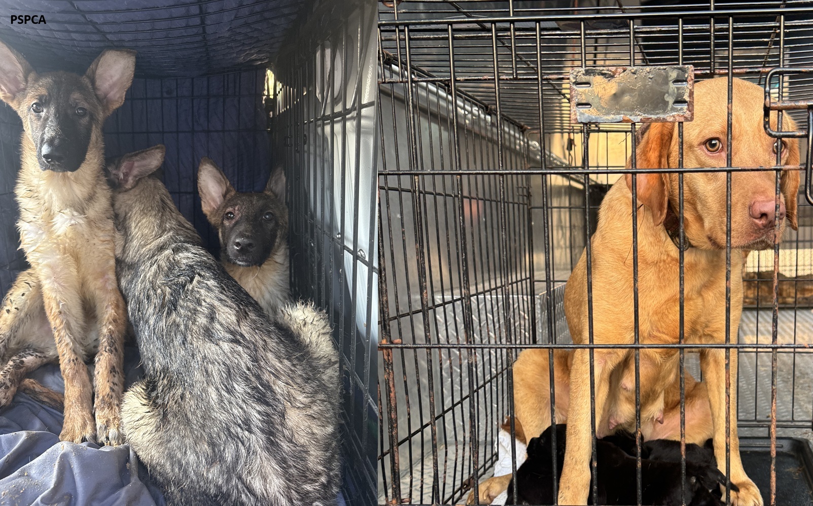 Dozens of animals were rescued from a Lancaster County home on Wednesday, according to the Pennsylvania SPCA.