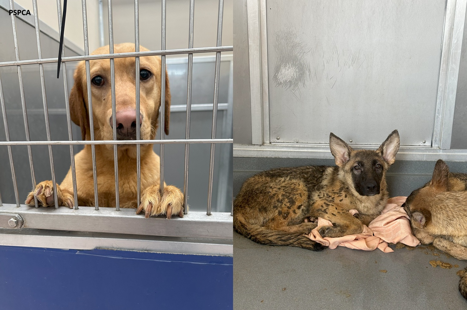 Dozens of animals were rescued from a Lancaster County home on Wednesday, according to the Pennsylvania SPCA.