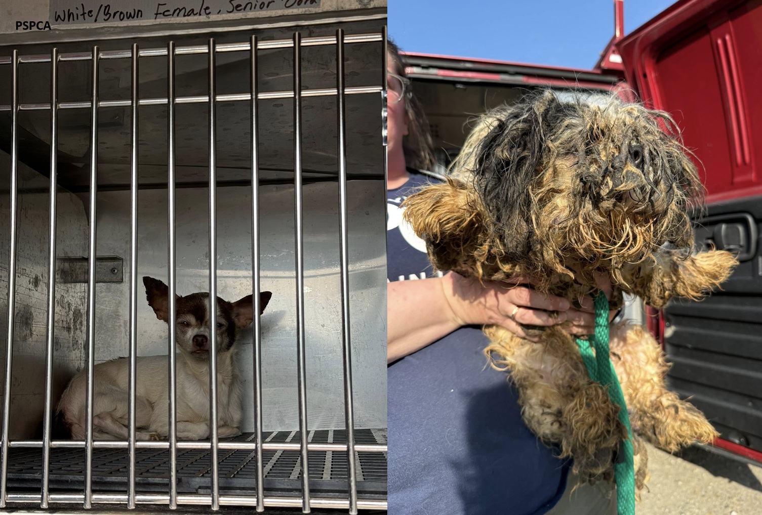 Dozens of animals were rescued from a Lancaster County home on Wednesday, according to the Pennsylvania SPCA.