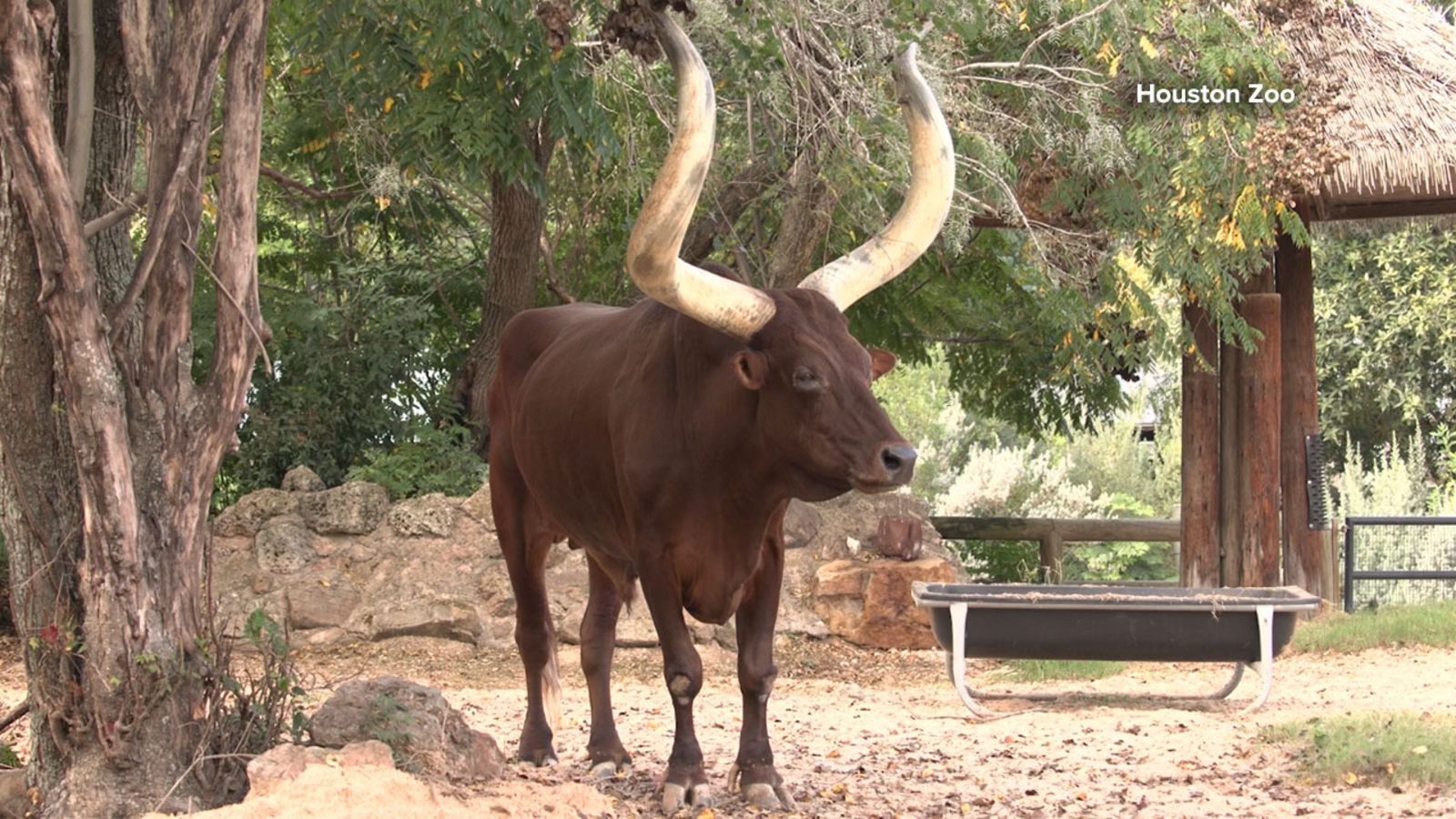 Houston Zoo mourns the loss of 23-year-old Ankole cattle, Luni Tune