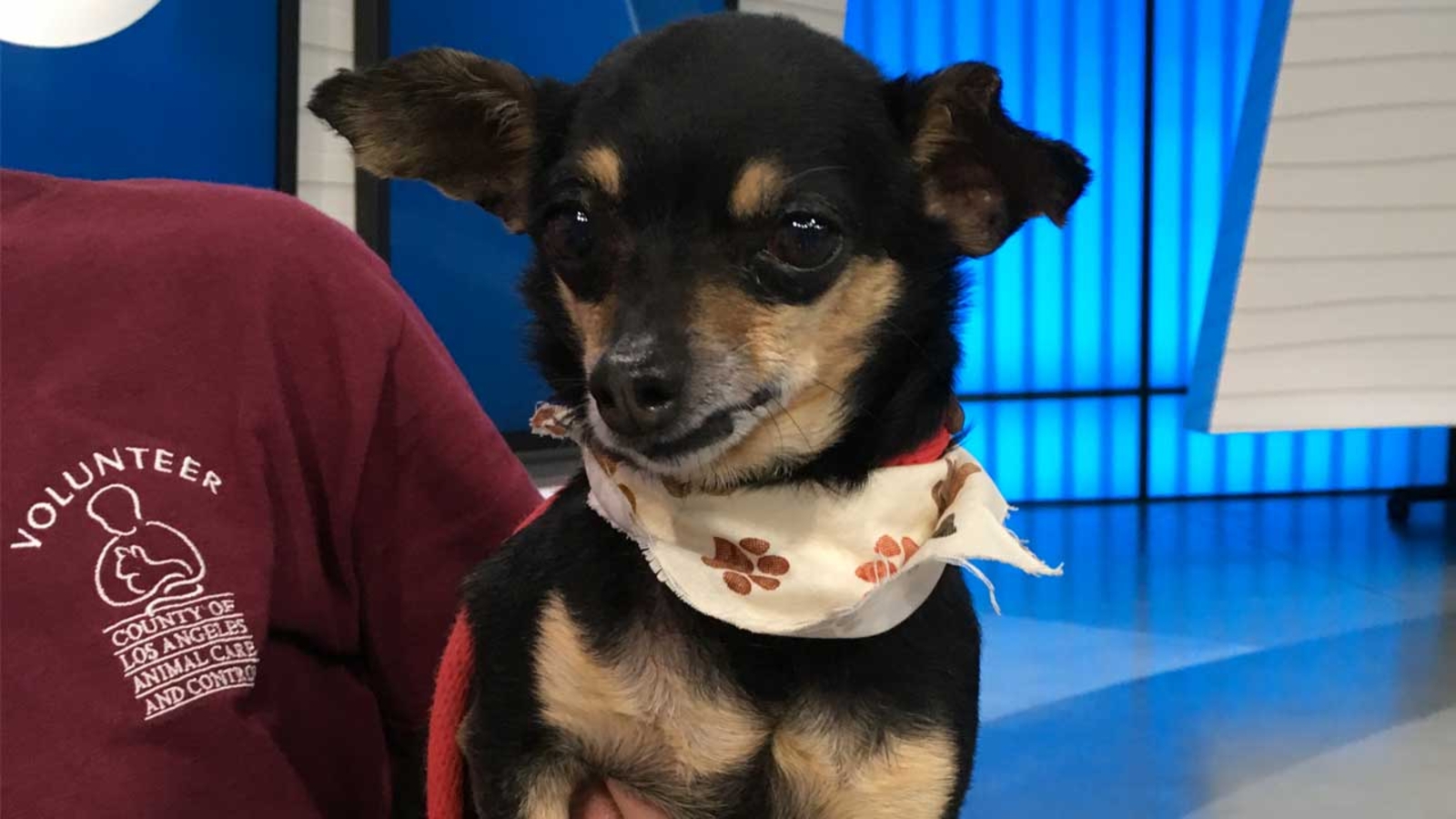 Pet of the Week 10yearold Chihuahua mix named Spike ABC7 Los Angeles
