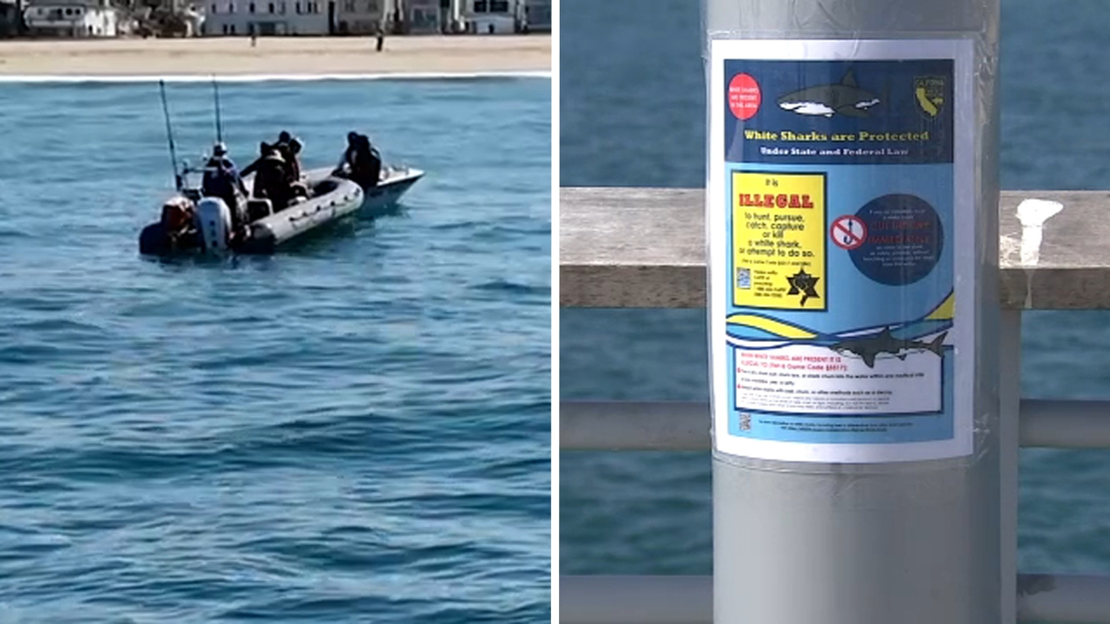 Young great white sharks draw anglers, raising risks for surfers and swimmers off Southern California piers