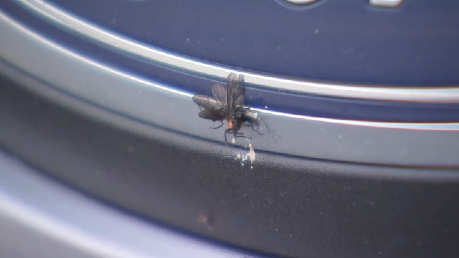 Increase in mosquitoes and love bugs this season due to climate, experts say