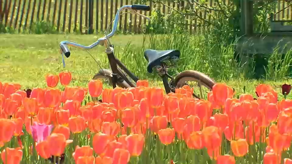 Annual tulip festival returns to Long Island with 3 million blooms