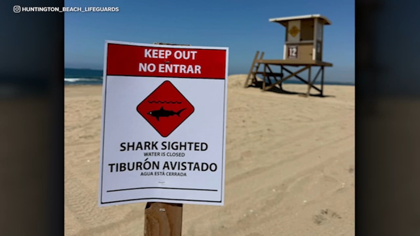 'Aggressive' shark seen feeding on sea lion carcass near Huntington Beach, prompting closure