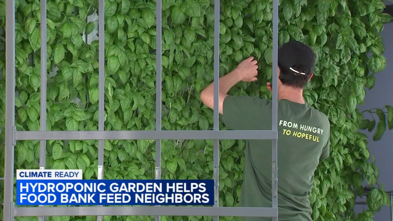 Seed to table: Hydroponic garden helps Greater Chicago Food Depository feed neighbors