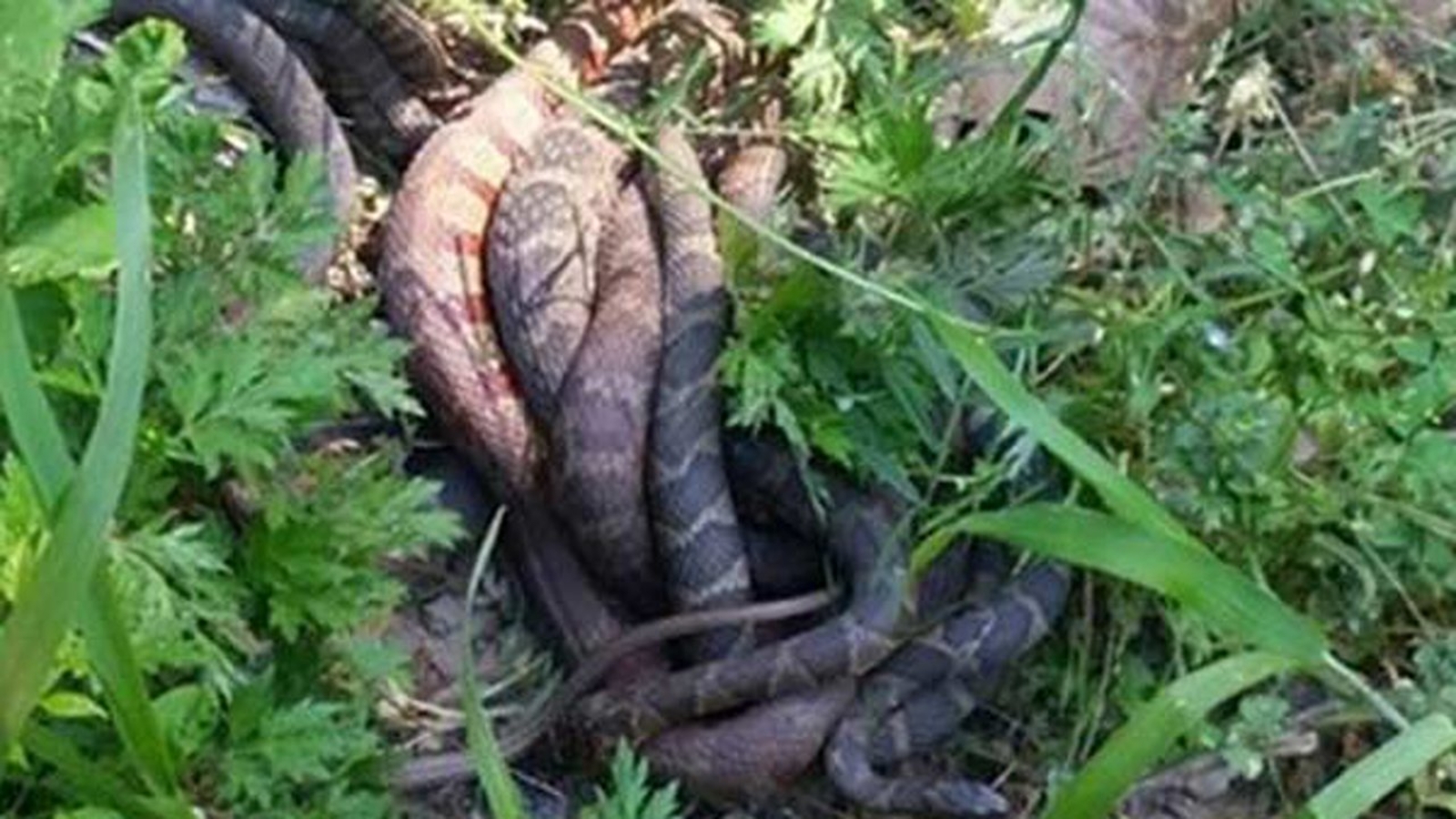Jogger encounters 'mating ball' of slithering snakes ABC7 Chicago