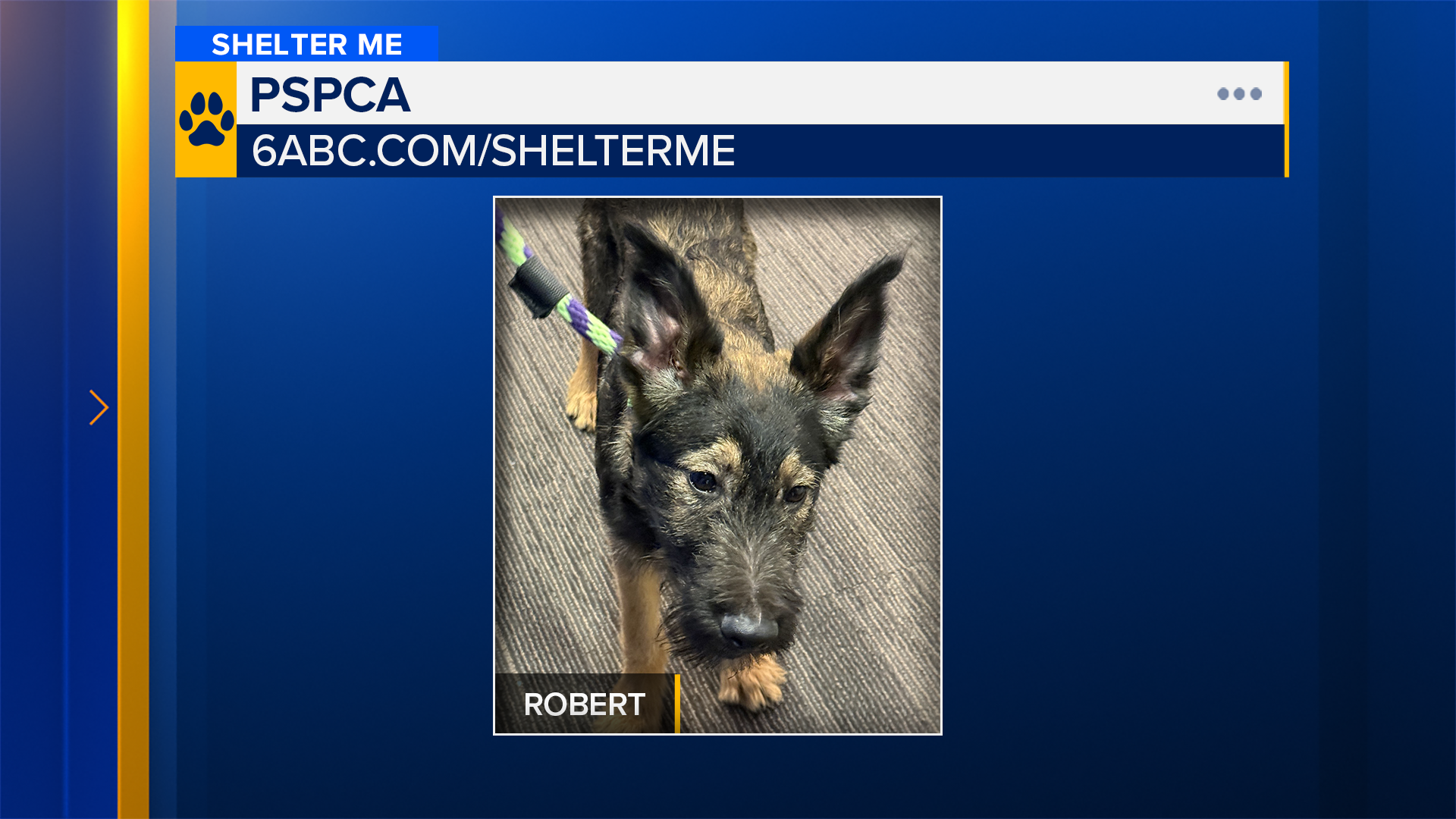 Shelter Me: Meet Robert from PSPCA!