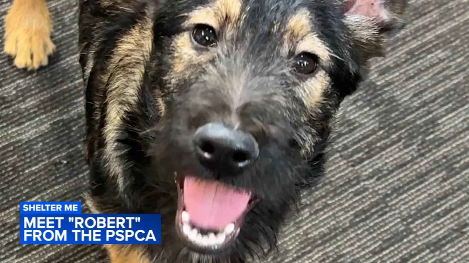 Shelter Me: Meet Robert from PSPCA