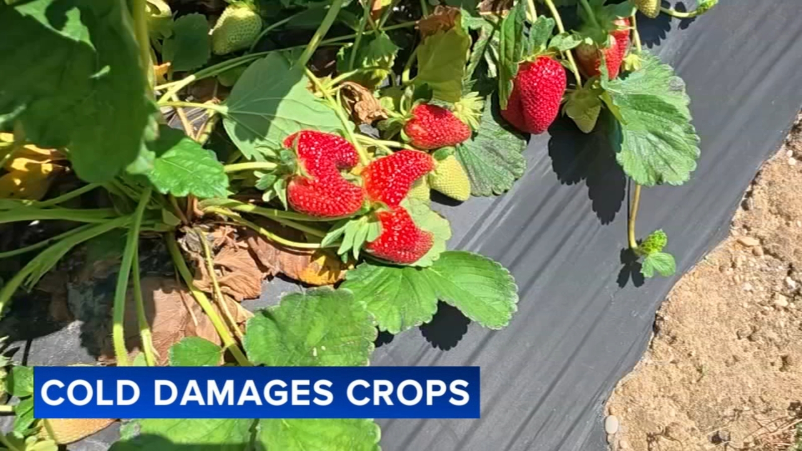 Recent cold snap has hit some crops in New Jersey especially hard ...
