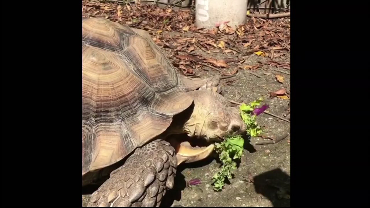 Tortoise named 'Slo-Slo' escapes in Alameda, leads low speed chase