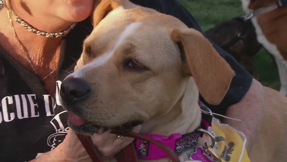 Shelter Me: Rescue Dogs Rock